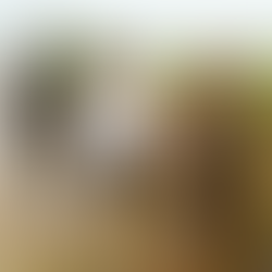 Activité de reboisement de la mangrove dans l’aire marine protégée de Niaguis Crédit : Benjamin Sagna