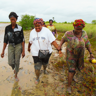 Activité de reboisement de la mangrove dans l’aire marine protégée de Niaguis Crédit : Benjamin Sagna