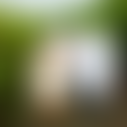 Récolte de miel avec les femmes formées dans le cadre du projet Burru-Yambi Crédit : Etienne Manga