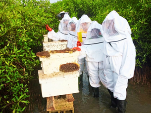 Construire une filière inclusive et résiliente :  Le défi de l’apiculture au Sénégal