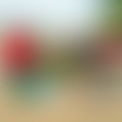 Tri des propagules en préparation de l’activité de reboisement de la mangrove dans l’aire marine pro