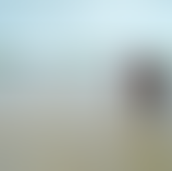 Activité de reboisement de la mangrove dans l’aire marine protégée de Niaguis Crédit : Benjamin Sagna